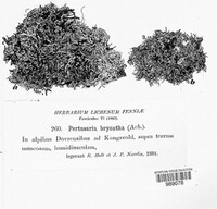 Pertusaria bryontha image